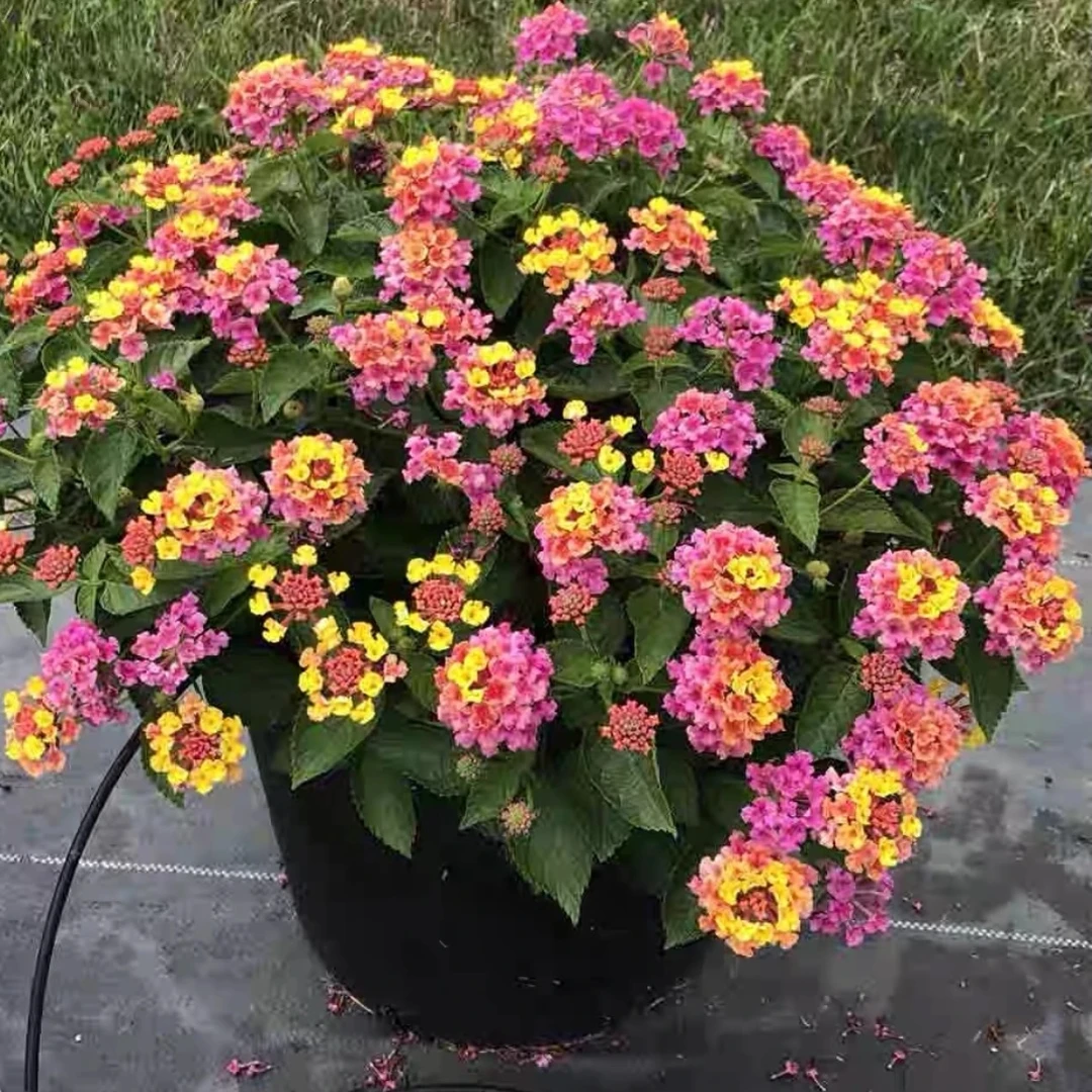 五色梅盆栽花卉五彩花四季马樱丹耐热晒室外阳台花园好养驱蚊植物