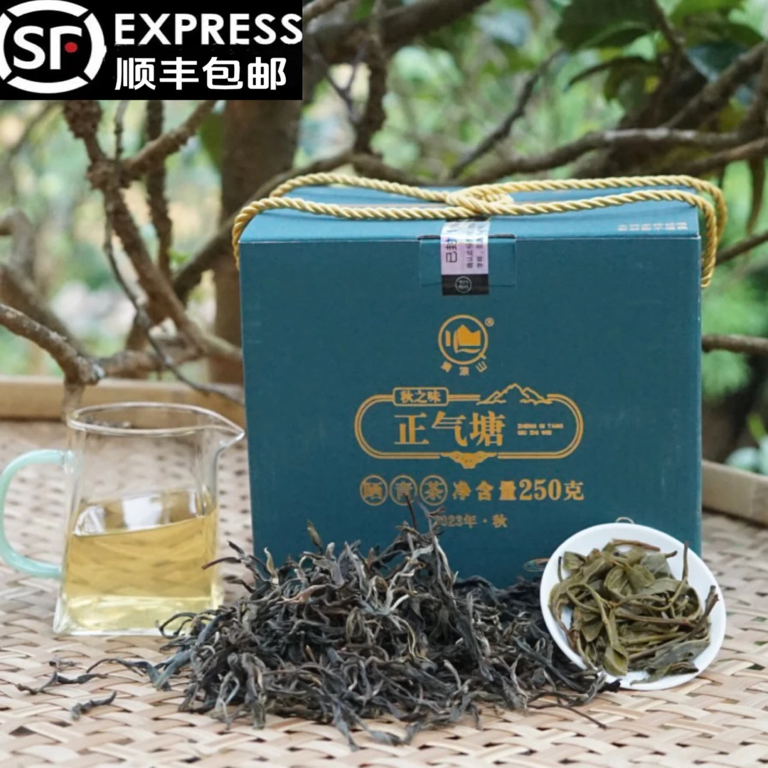 清凉山【真·正气塘--秋之味晒青】-2023年真产区好茶散茶真货250克