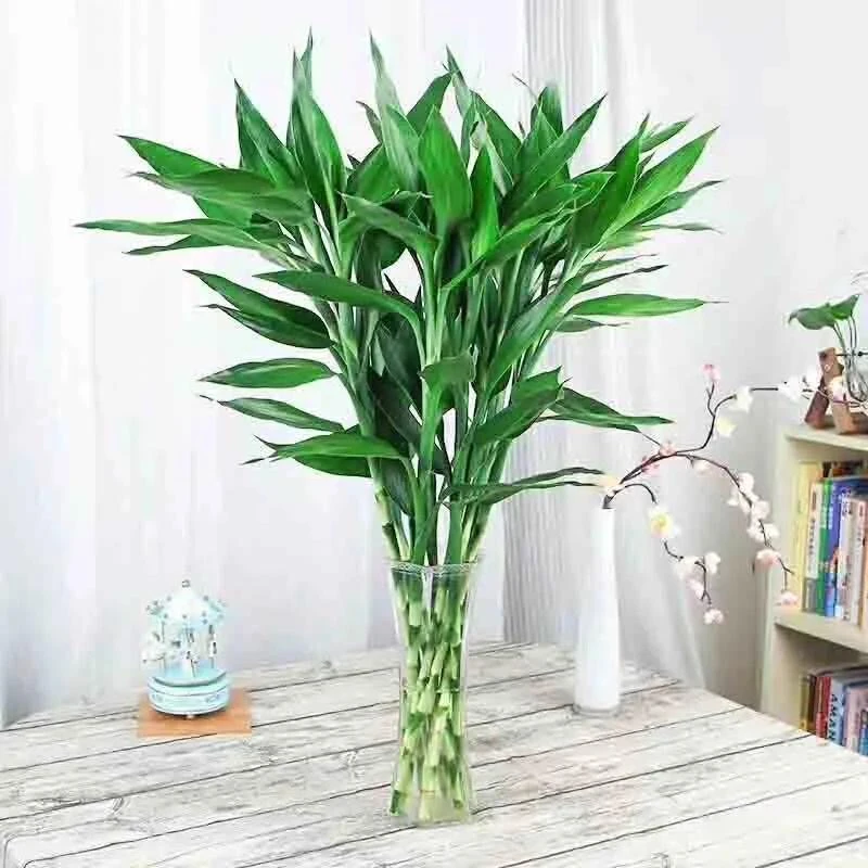 宠粉【富贵竹10棵】水培植物盆栽绿植花卉室内花客厅水养