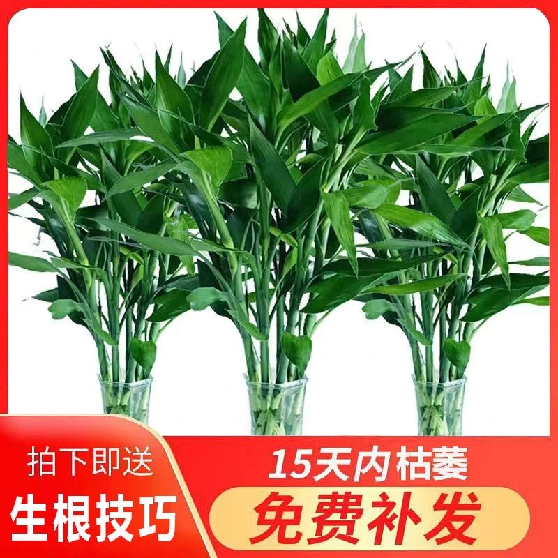 【3.8十根就是亏】水培植物盆栽绿植花卉室内花客厅招财水养