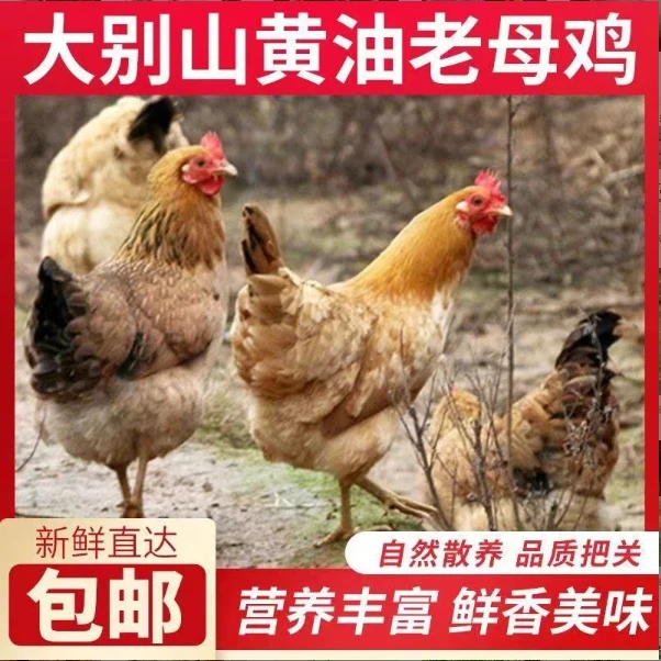 散养黄油老母鸡 五谷喂养 三只6斤左右中通冷链带内脏走地鸡