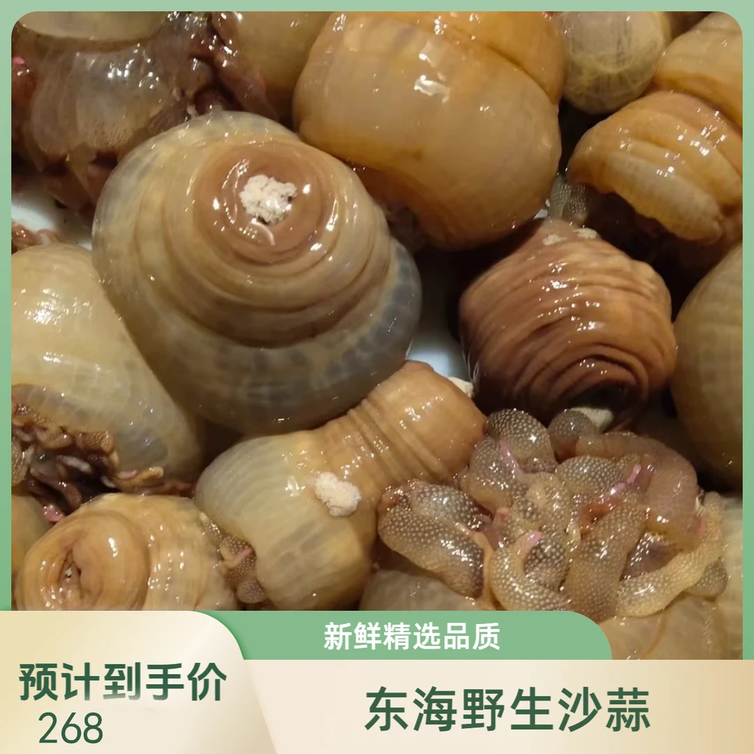 新鲜东海野生沙蒜海葵活体海鲜海腚石浦本地品质潜水员货精选2斤