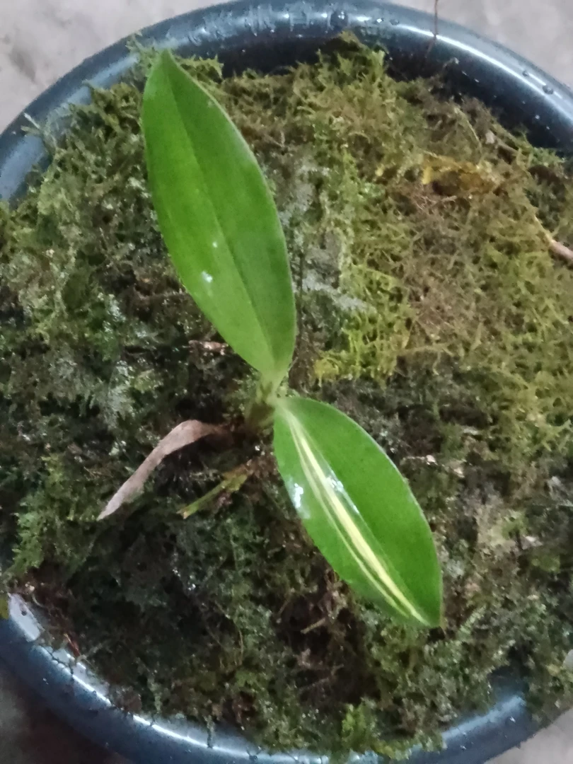 绿云惜兔耳兰艺草春兰素花秋芝绿兰