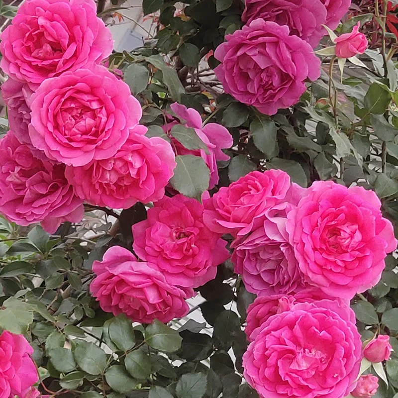 大游行藤本月季爬藤蔷薇欧月玫瑰