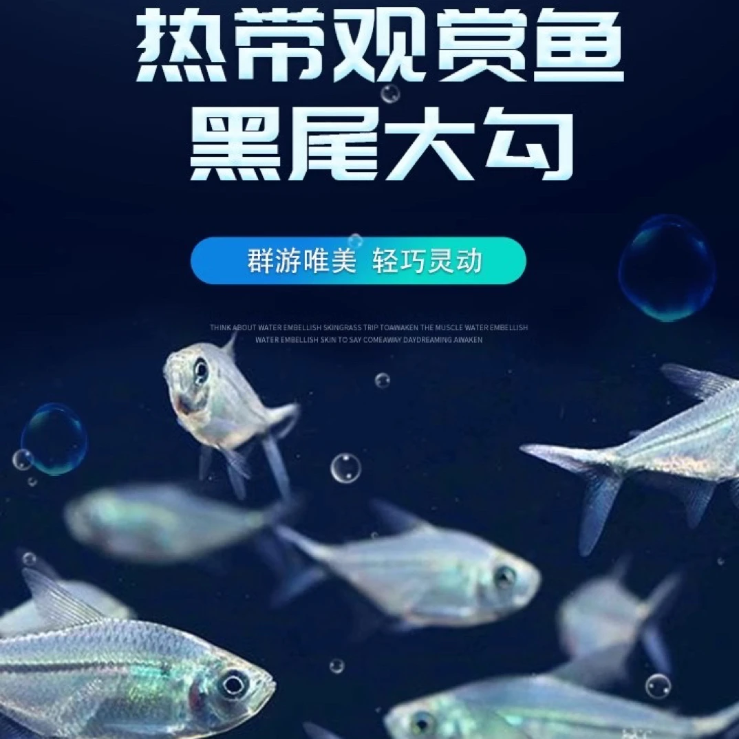 大黑尾大勾成鱼种鱼观赏鱼活体群游之首草缸混养饲养繁殖练手包邮