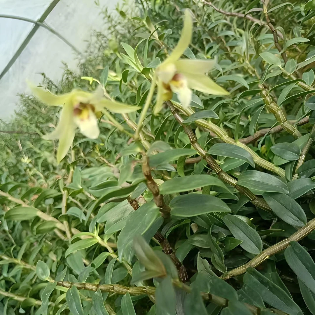 铁皮石斛种植盆栽室内绿植开花美丽食用花草