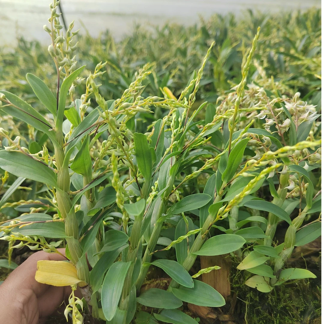 云南特产—现收绿植—珍重花卉