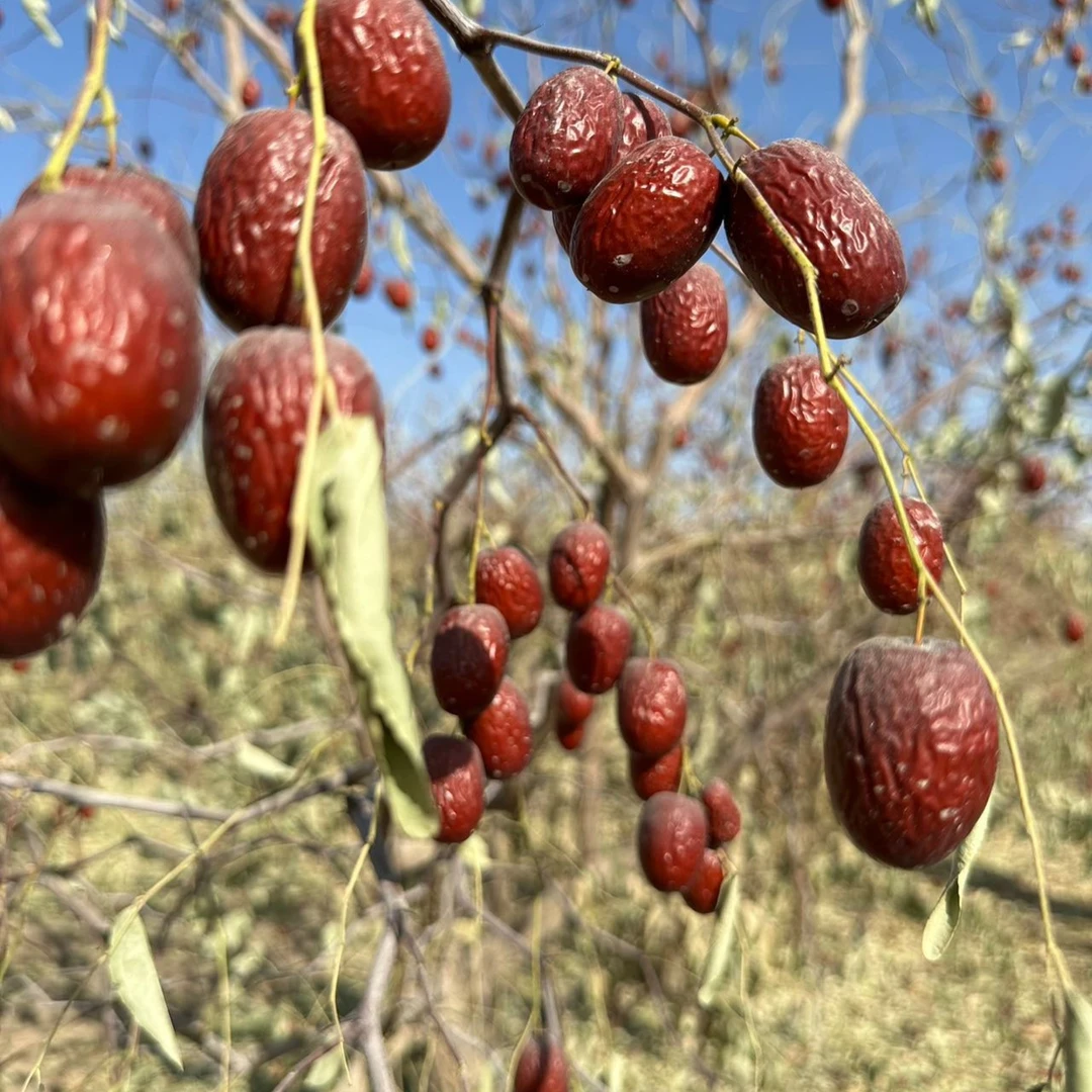 新疆原生态灰枣一级特等混装2.5-3公分25年新货8到9成干产地包邮