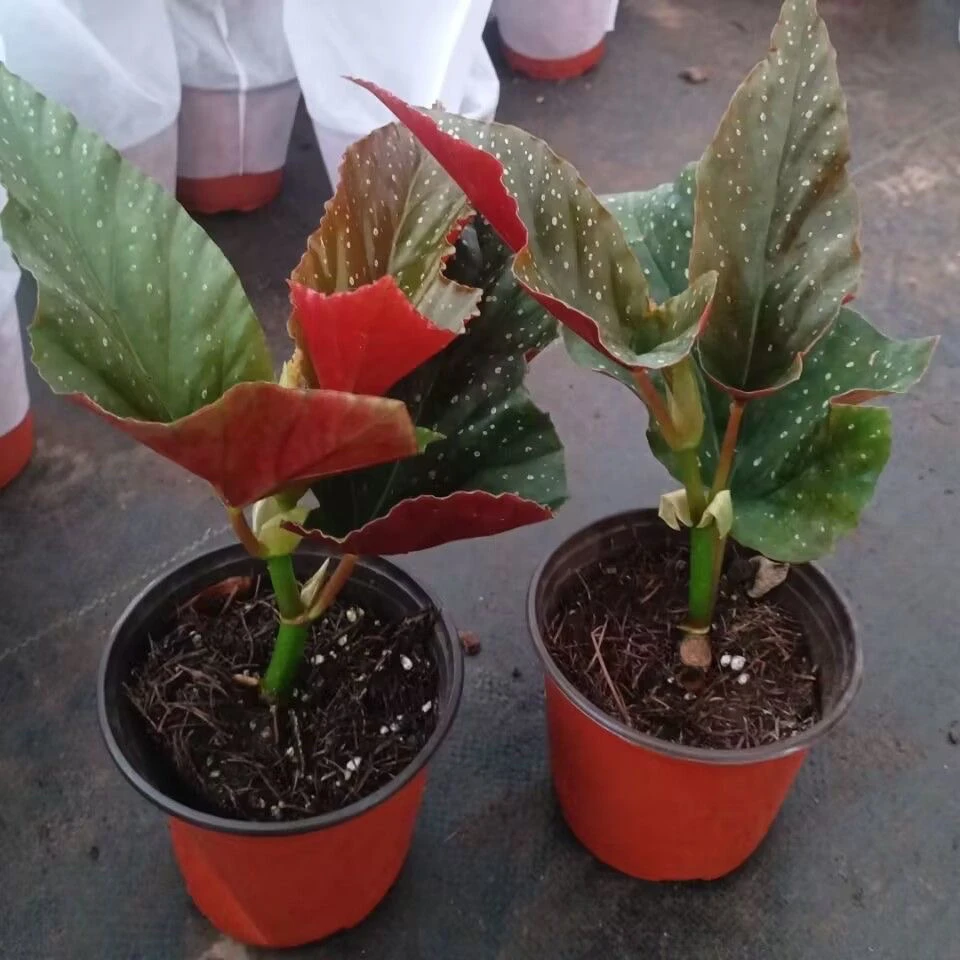 竹节海棠简单好养，途中死亡包赔，养护不售后