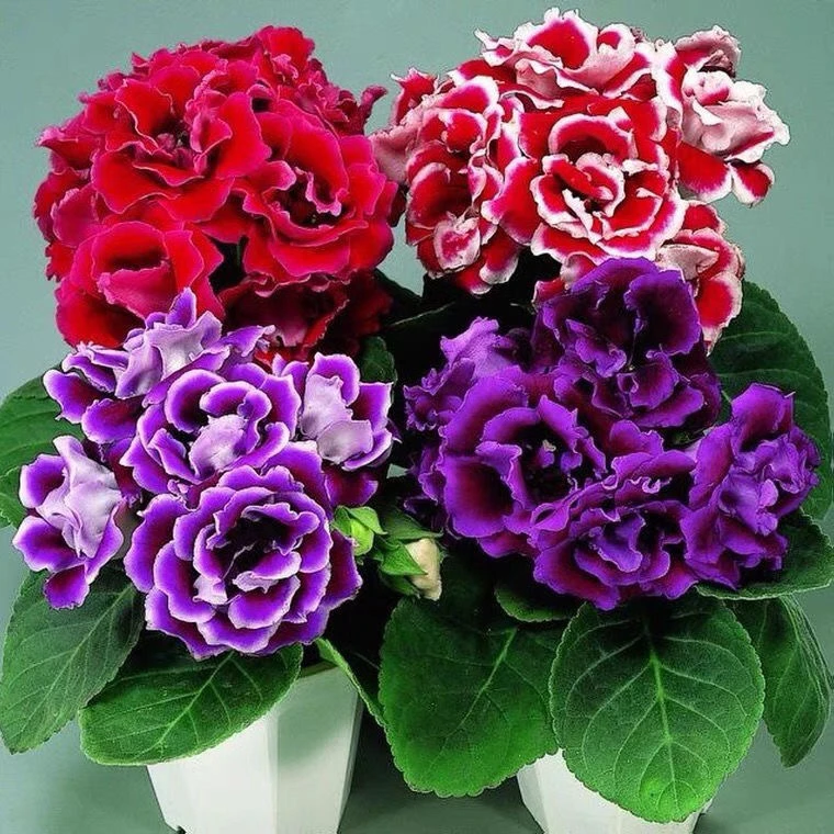 【芙蓉花】大岩桐13cm盆原盆土带花苞，途中死亡包赔，养死不售后