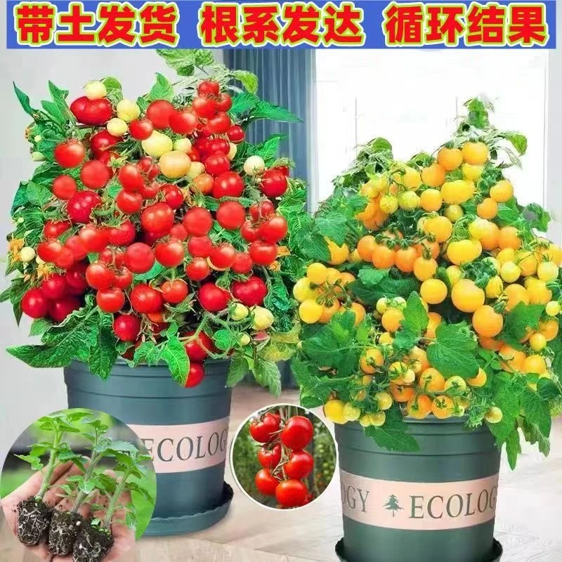 盆栽番茄苗樱桃小番茄水果蔬菜西红柿种子四季阳台秋葵秧苗