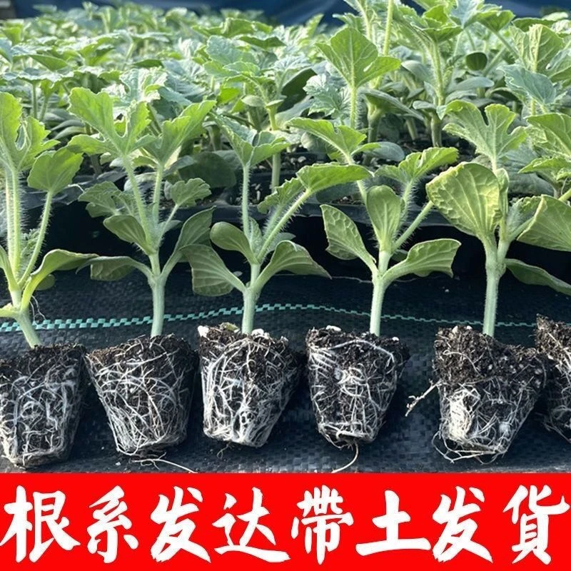 【官方推荐】嫁接西瓜苗8424西瓜苗无籽麒麟西瓜苗懒汉西瓜阳台种植