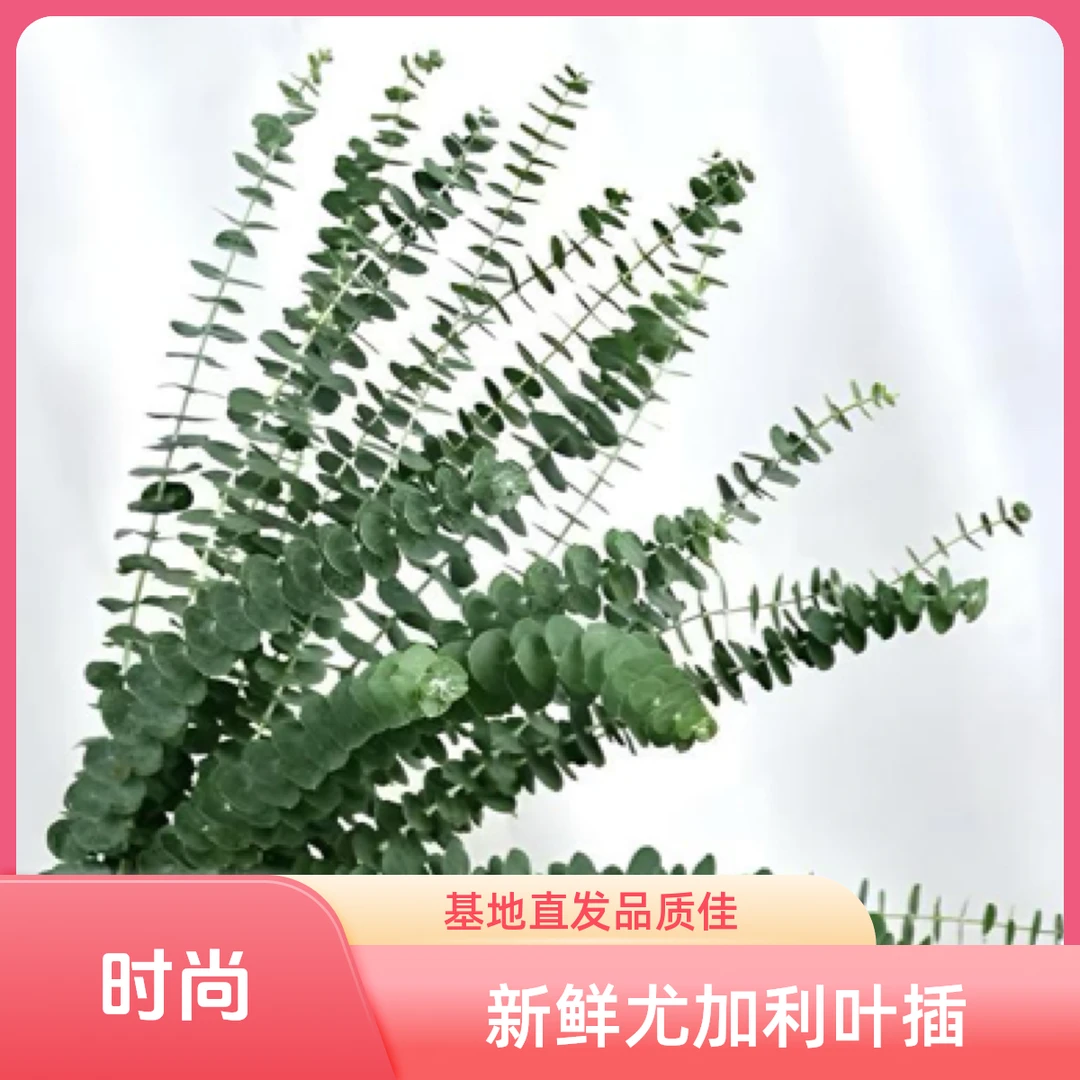 新鲜尤加利叶插花配草云南基地直发