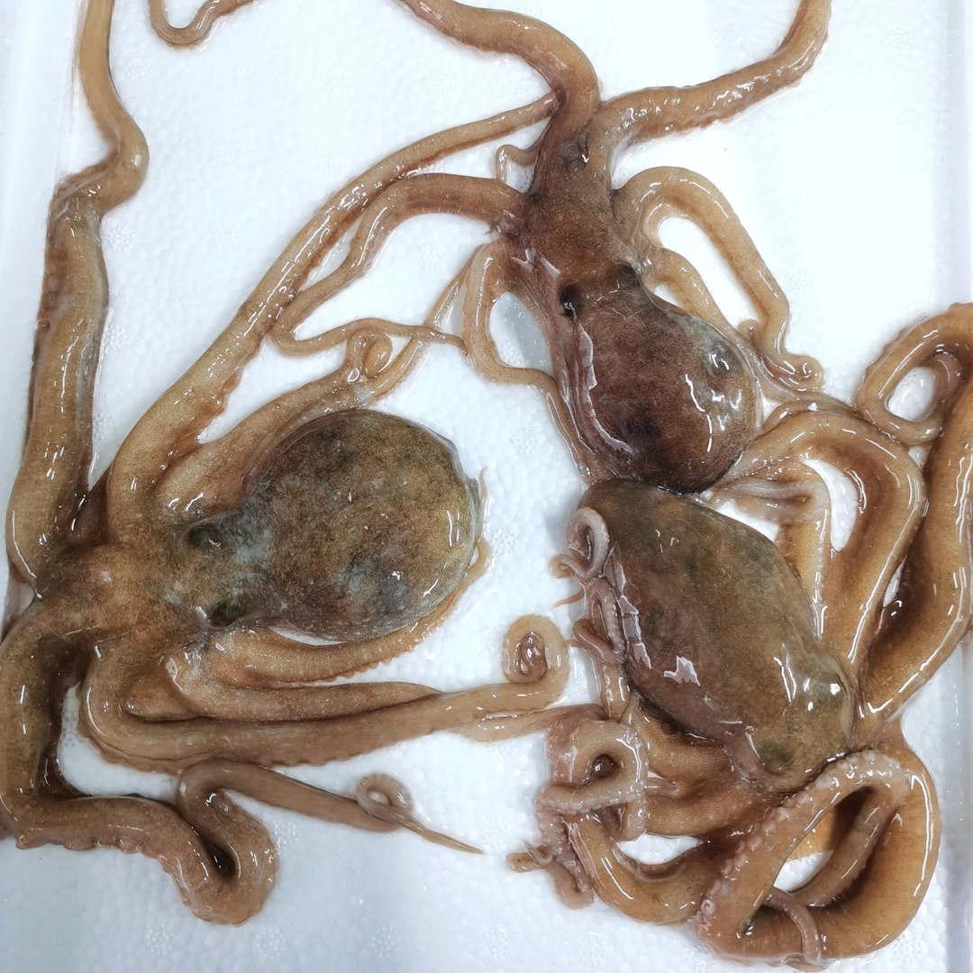 [鲜活]  八爪鱼 章鱼500克 (3-5条）