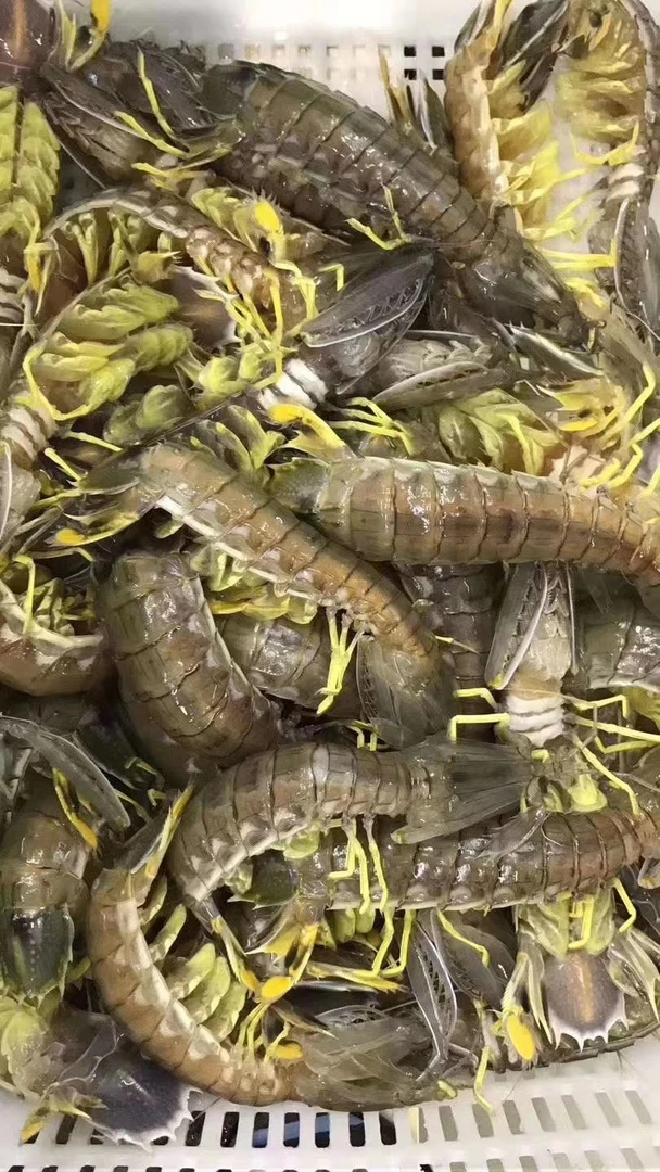 鲜活富贵虾 泰国濑尿虾  (点击购物车可选规格）