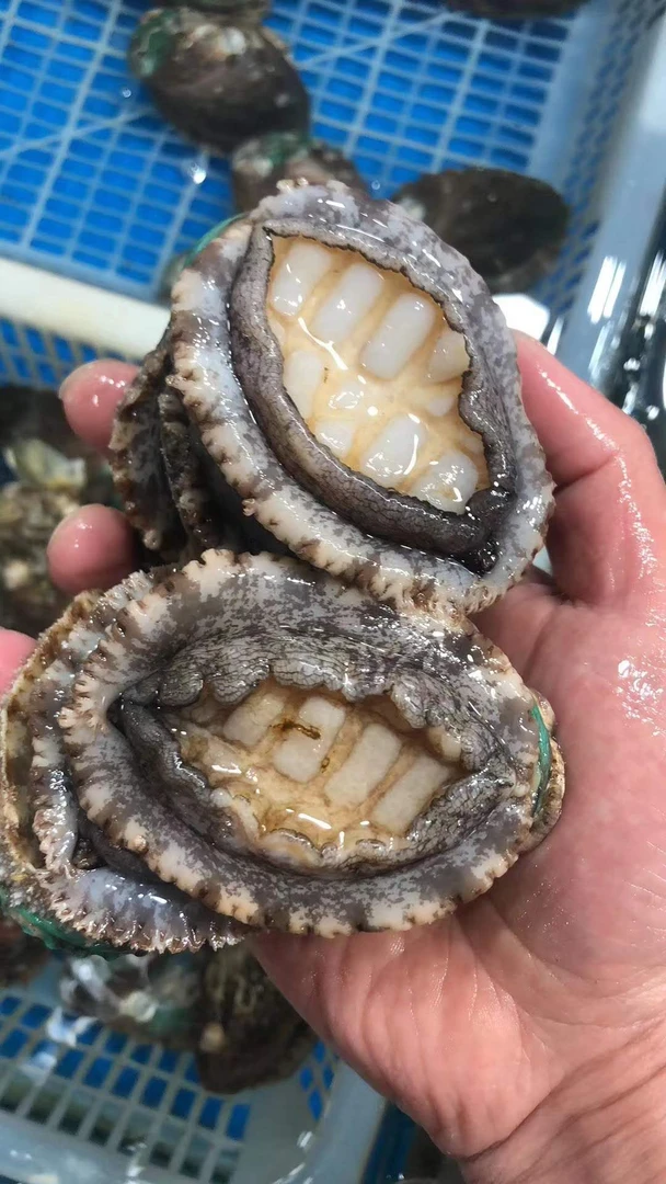 [单只] 鲜活鲍鱼 大连鲍鱼 (点击进入购物车选规格）