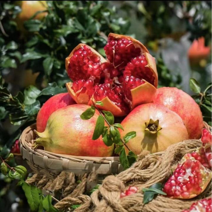 【基地直发】突尼斯软籽石榴苗基地直销精品现挖现发红籽黑籽石榴