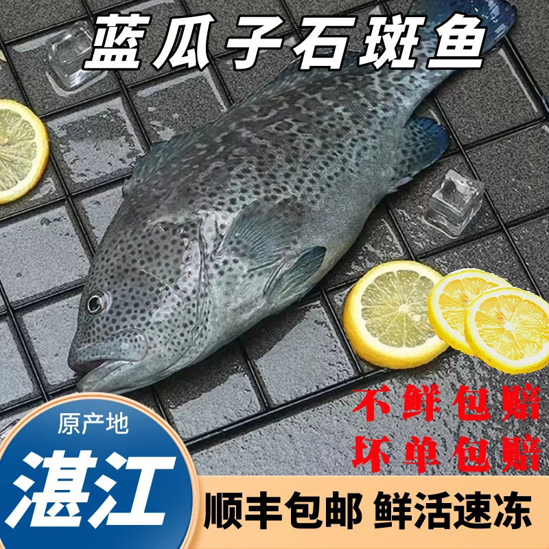 (蓝瓜子斑)3条共3.3斤广东湛江蓝瓜子石斑鱼斑鱼海鲜活鱼现冻