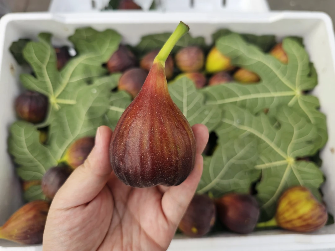 本地新鲜红皮无花果1盒5颗