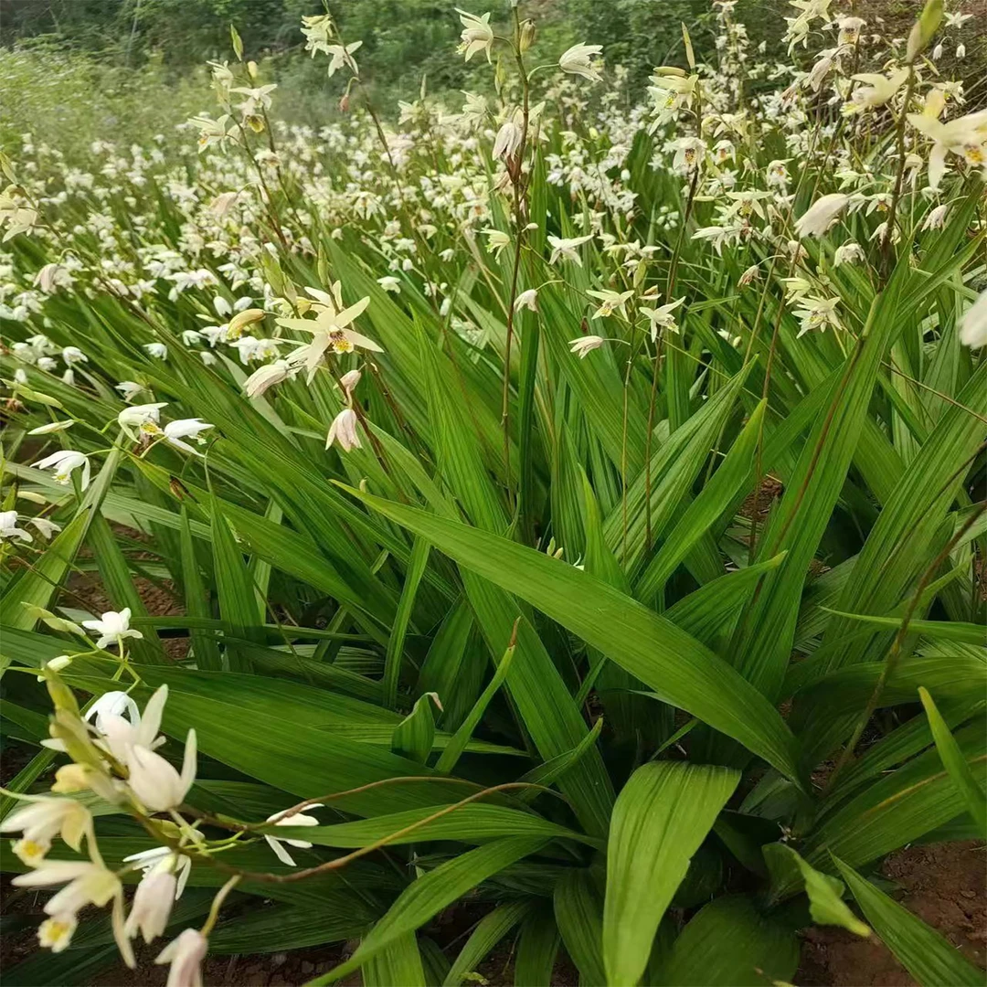 白芨种苗紫花三叉宽叶白芨苗 驯化白芨苗 四季可栽,品种优良白芨