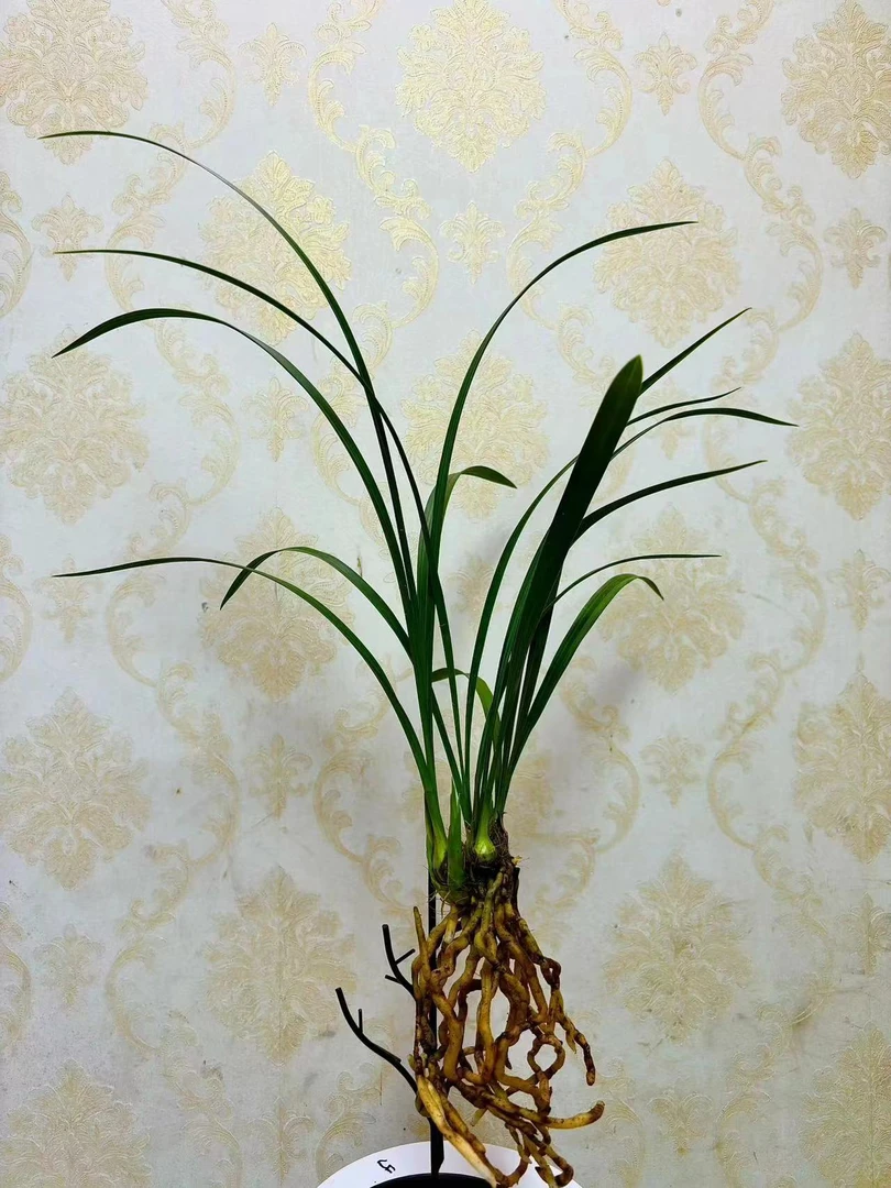 寒兰  《寒香梅》梅瓣型兰花  室内绿植美观  好养易活