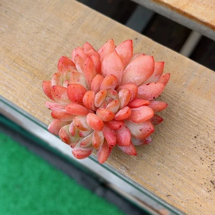 我是第一百个为妖姬应援哒