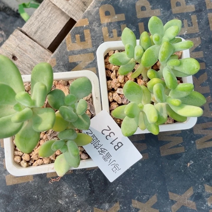 我是第一百个为妖刀应援滴打酱油