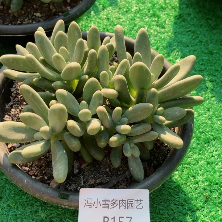 浪**事我是第一百个为妖刀应援滴打