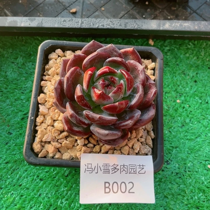 我是第一百个为妖刀应援滴打