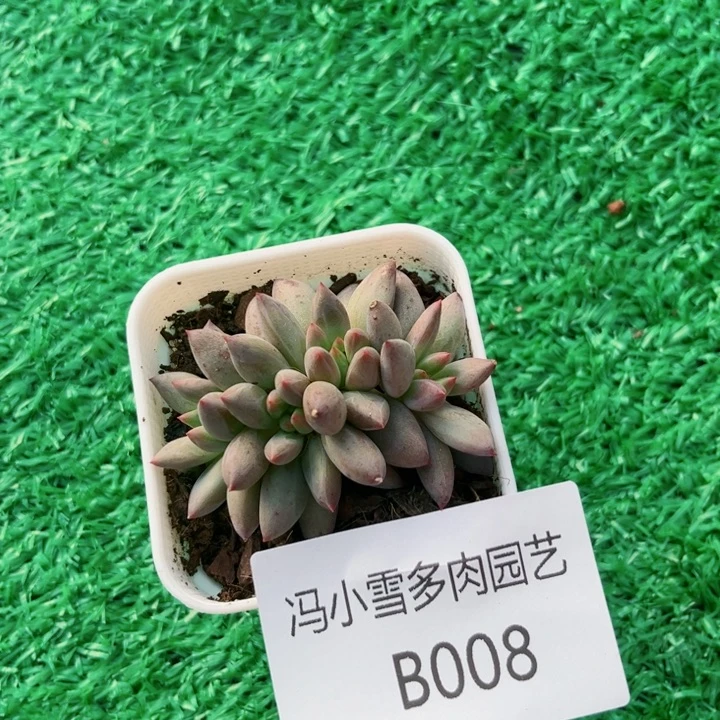 我是第一百个为妖姬应援的