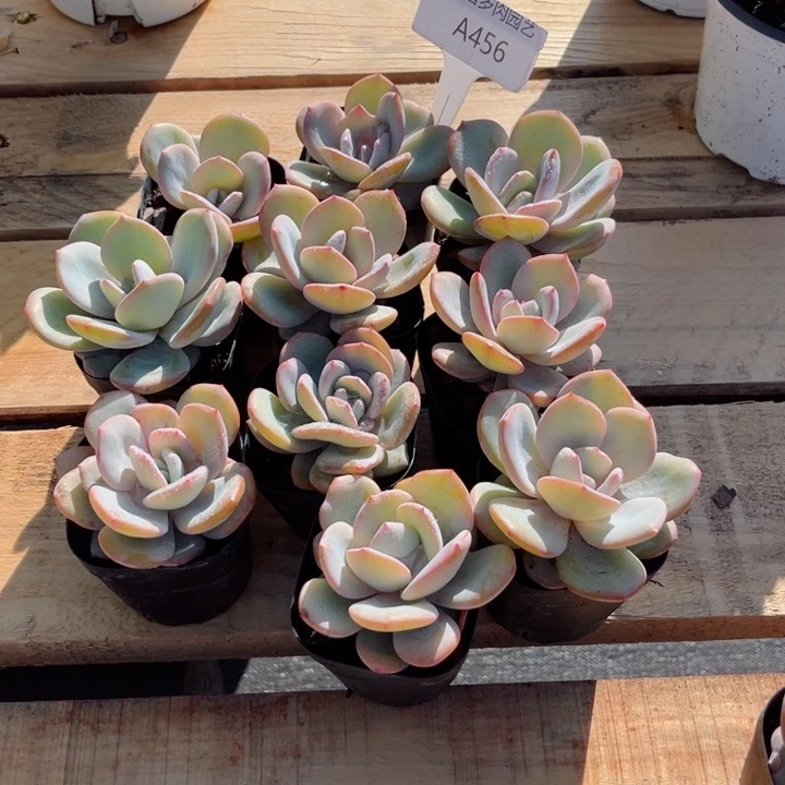 小*蹄我是第一百个为妖刀应援的阴阳桃花