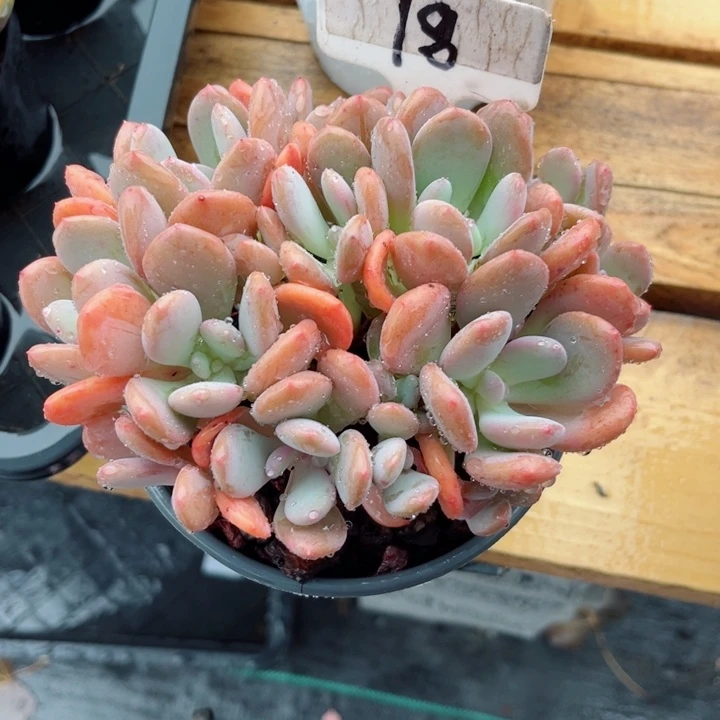 ?*糖我是第一百个为妖刀应援的阴阳师呢