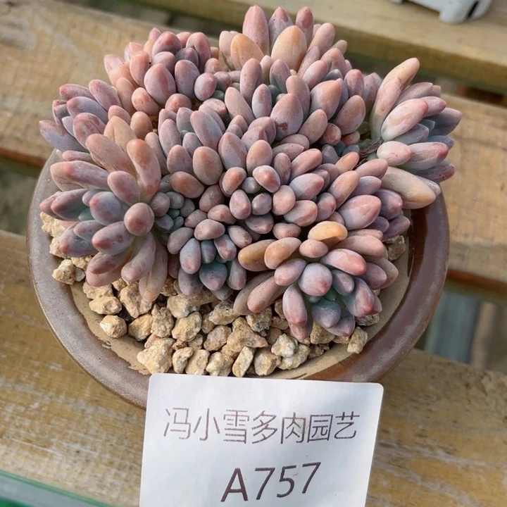 我是第一百个为妖刀应援滴
