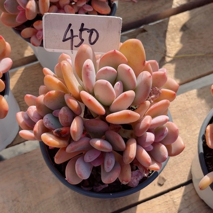 一****界我是第一百个为妖刀应援的阴阳