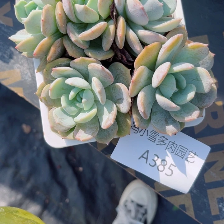 我是第一百个为妖刀应援的阴阳