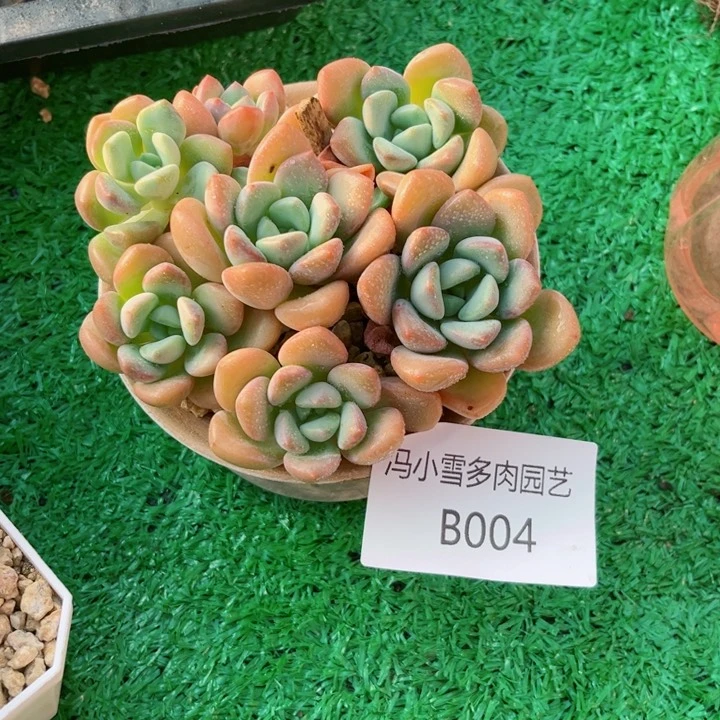 我是第一百个为为我应援滴人