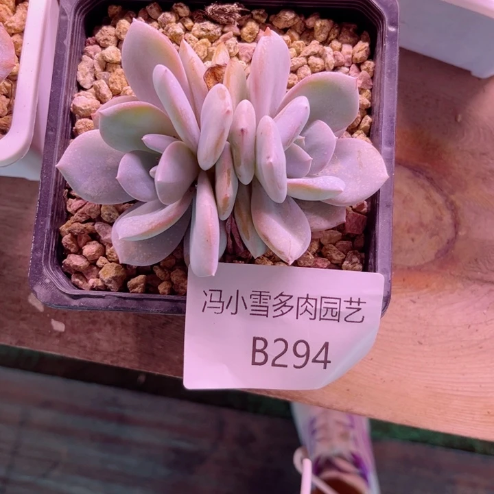 我是第一百个为妖刀应援的