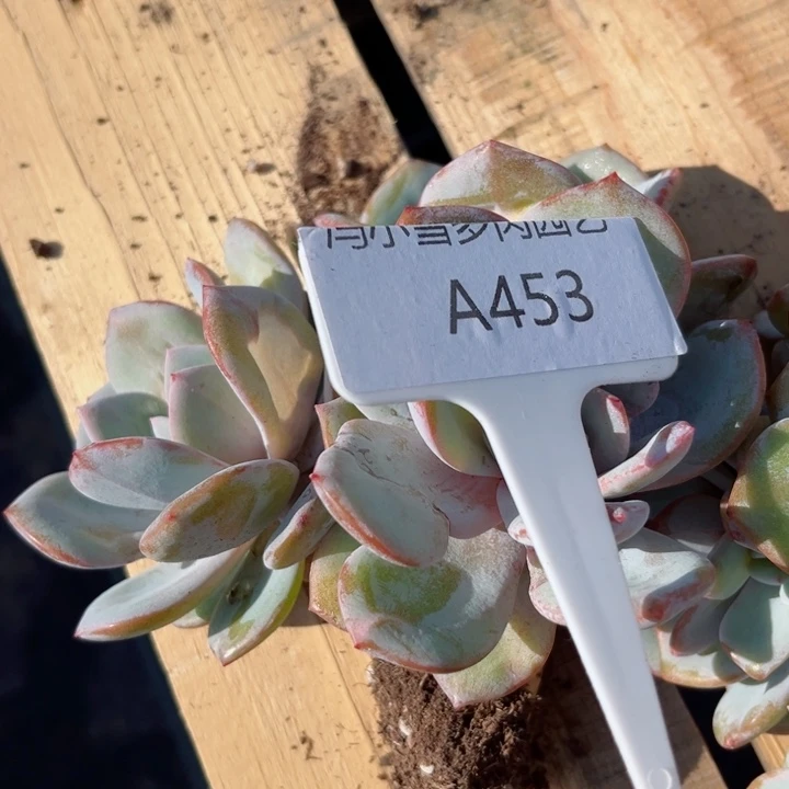 我是第一百个为妖刀应援的阴阳