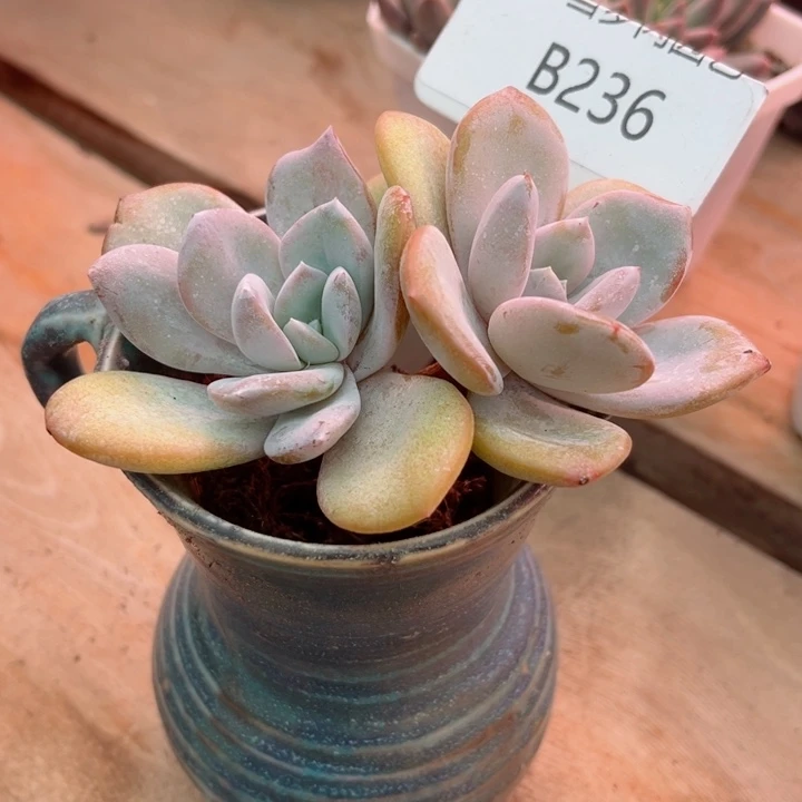 我是第一百个为妖刀应援的阴阳师