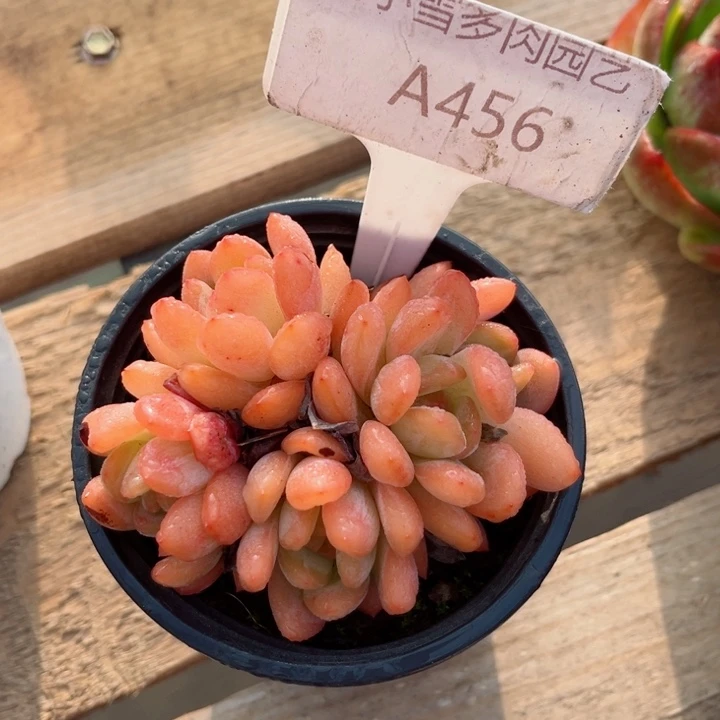 我是第一百个为妖刀应援滴