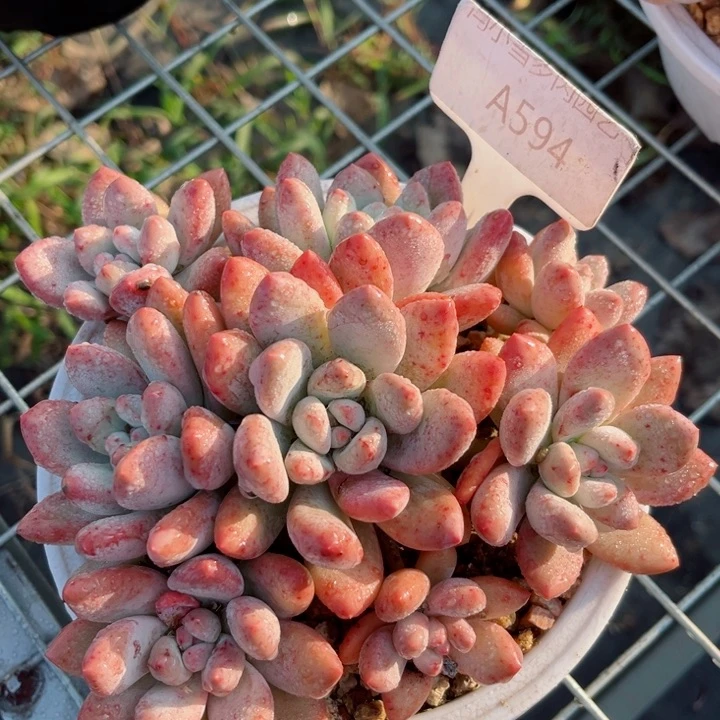 我是第一百个为妖刀应援滴打