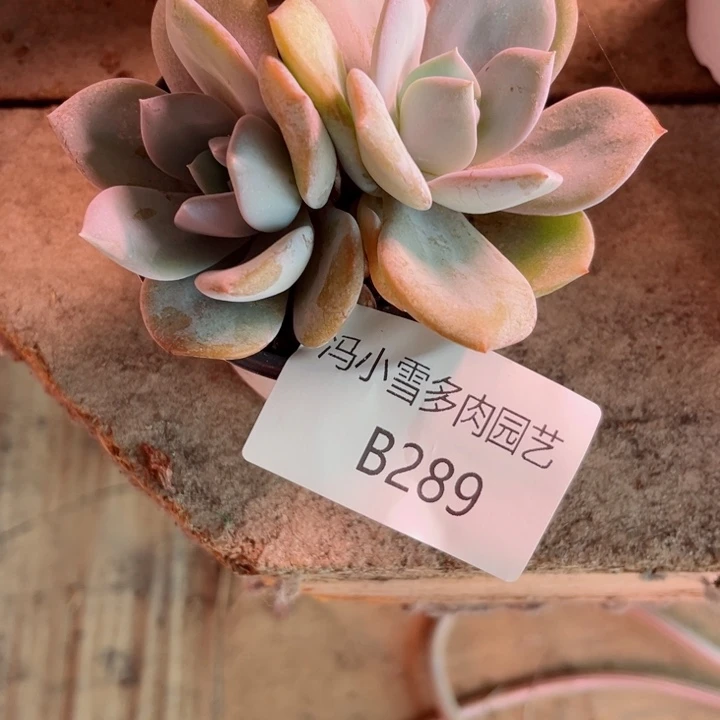 我是第一百个为妖刀应援的