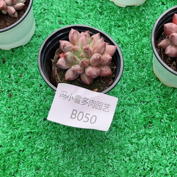 我是第一百个为妖刀应援滴打