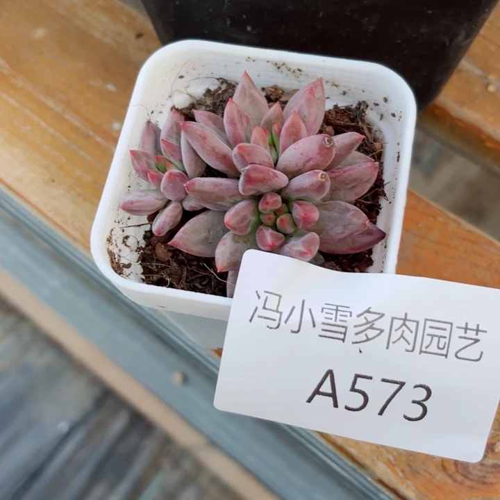 我是第一百个为妖姬应援哒啦