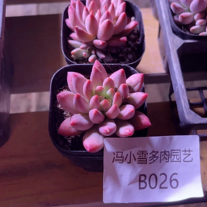 我是第一百个为妖刀应援的阴阳
