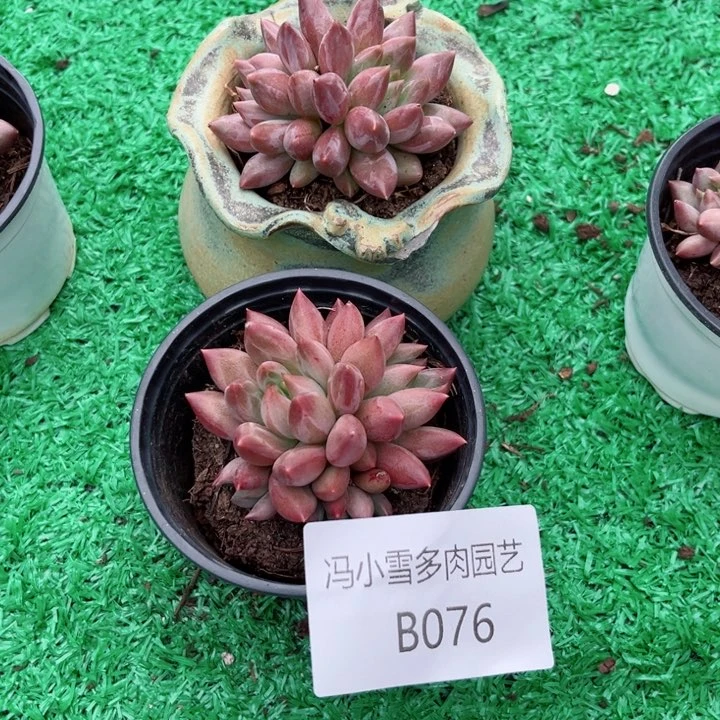 我是第一百个为玉童子应援