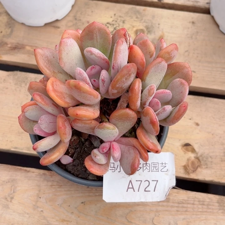 我是第一百个为妖刀应援的阴阳师了