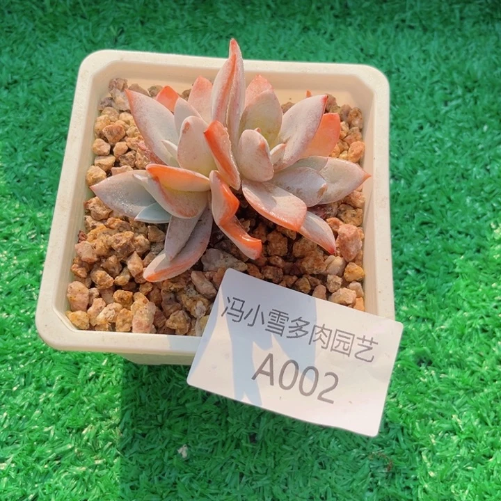 我是第一百个为妖刀应援滴打