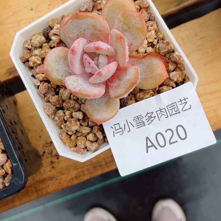 ?*糖我是第一百个为妖刀应援的阴阳