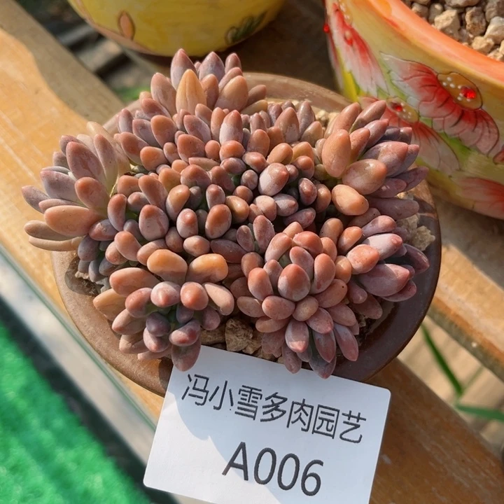 我是第一百个为妖刀应援的
